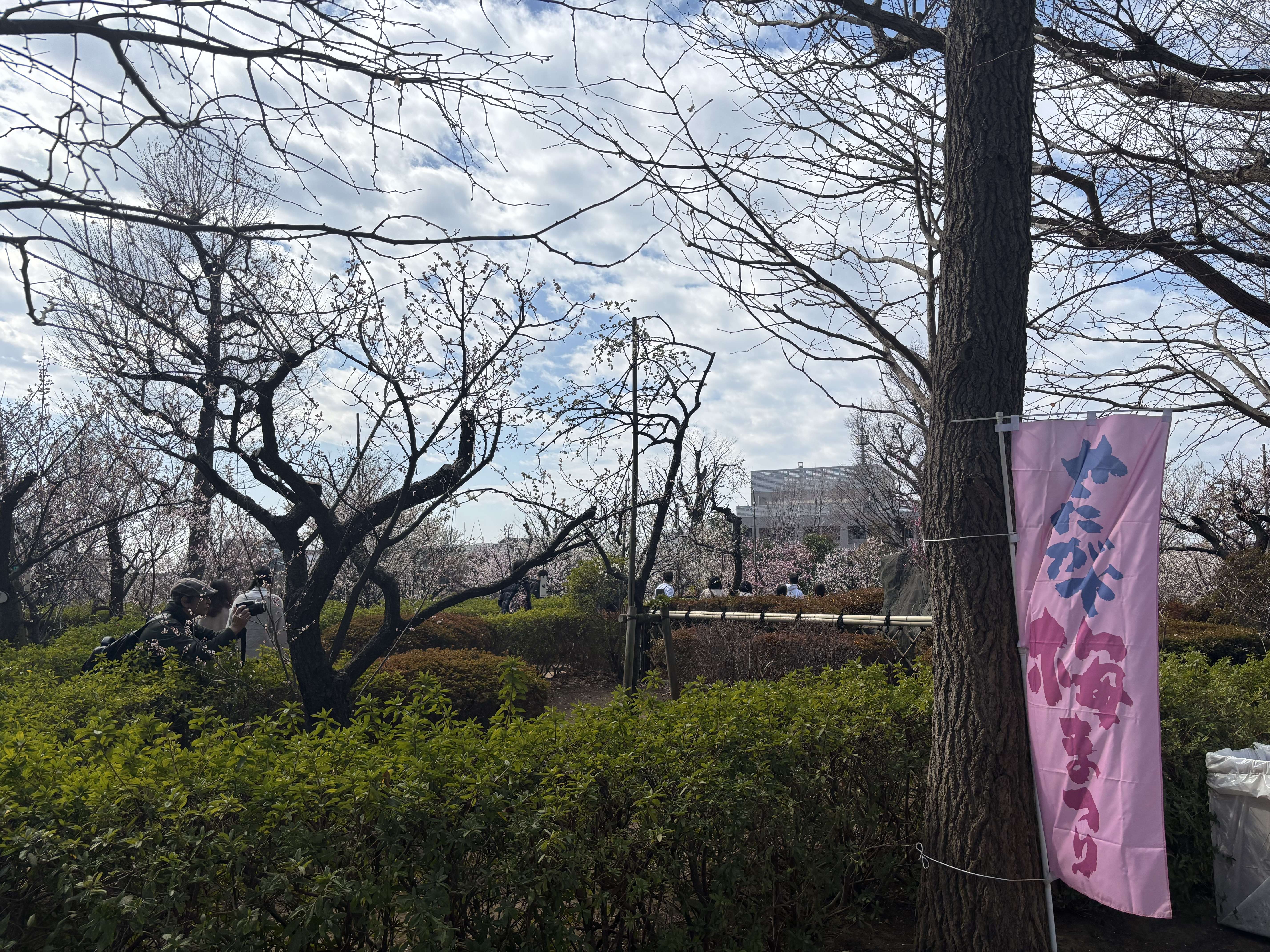 羽根木公園　梅まつりに行ってきました