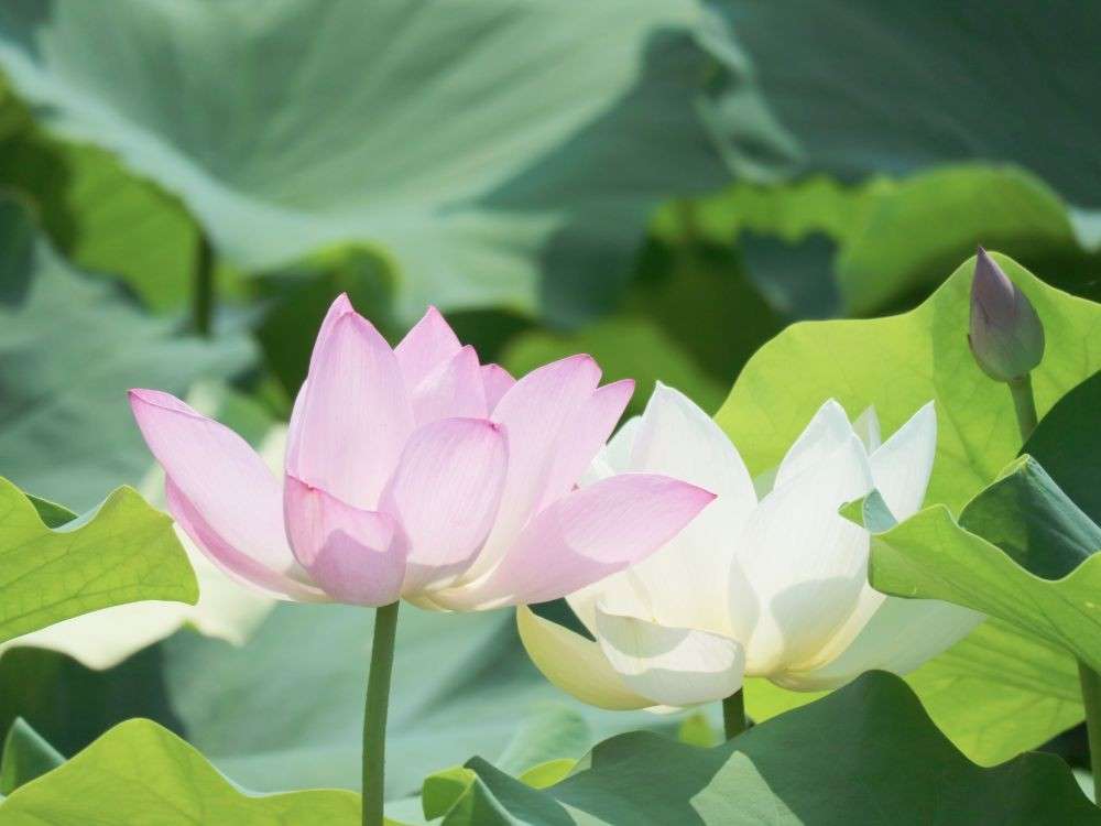 2種類の蓮が咲き誇る蓮池は必見！「桜小路公園」をご紹介