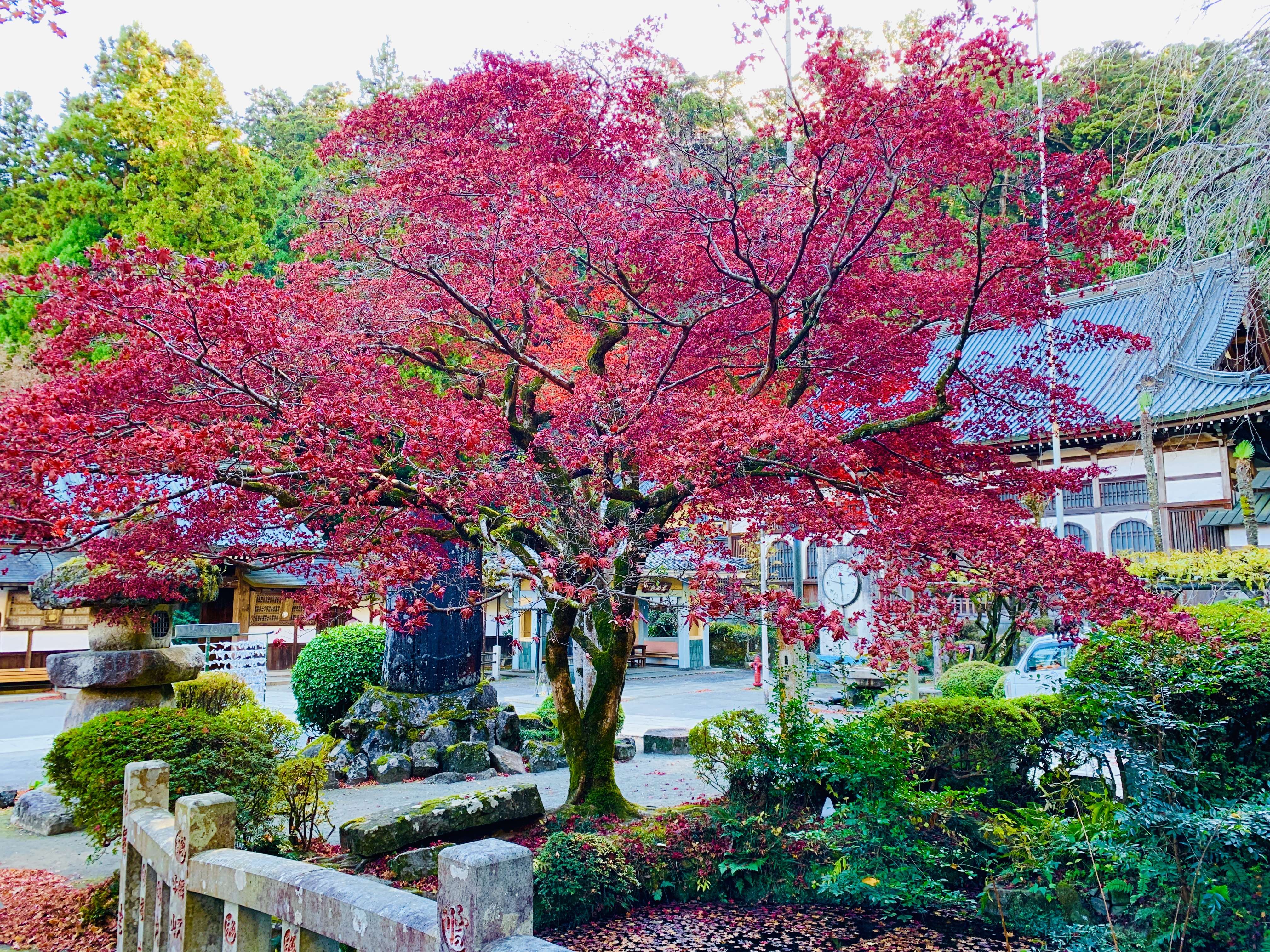 秋の絶景を楽しむ　大雄山最乗寺の紅葉